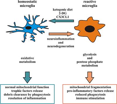 Frontiers | Metabolic Reprograming Of Microglia In The Regulation Of ...